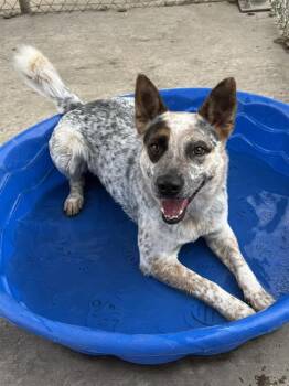 LAS VEGAS -  Australian Cattle Dog Blue Heeler Dog for Adoption in Sacramento, California - LAS VEGAS | PetCurious