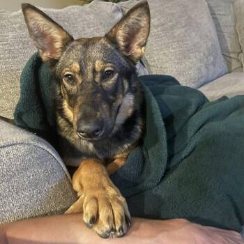 Rescue German Shepherd Dog Dogs for Adoption in La Honda, California - Indie | PetCurious