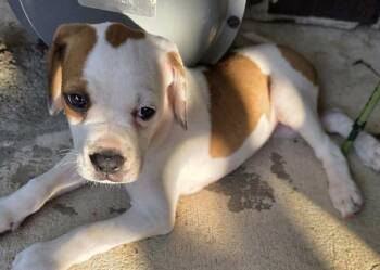 Huckleberry -  Mixed Breed Dog for Adoption in Madison, Wisconsin - Huckleberry | PetCurious