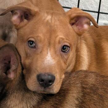 Elmer -  Husky and Shepherd Dog for Adoption in Lakeland, Florida - Elmer | PetCurious