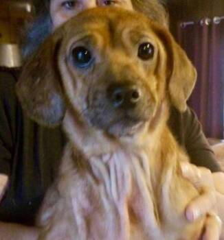 Hazel -  Mixed Breed Dog Available for Adoption in Munster, Indiana - Hazel | PetCurious