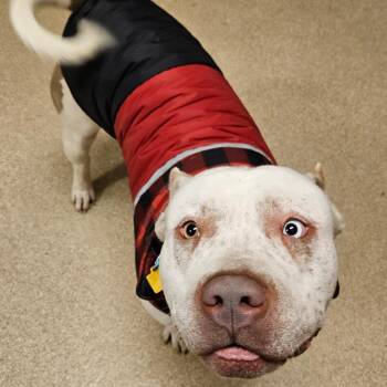 Thanos -  Pit Bull Terrier Dog for Adoption in Bristol, Indiana - Thanos | PetCurious