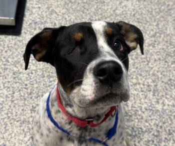 Logan -  English Bulldog and Coonhound Dog for Adoption in Golden, Colorado - Logan | PetCurious