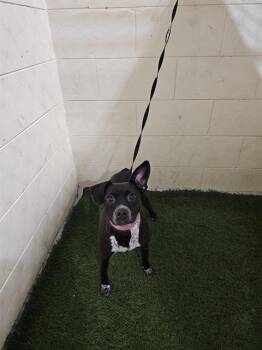 Chihuahua and Mixed Breed Dogs Available for Adoption - PEACHES | PetCurious