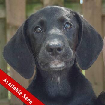 Twilight -  Black Labrador Retriever and Coonhound Dog for Adoption in Huntley, Illinois - Twilight | PetCurious