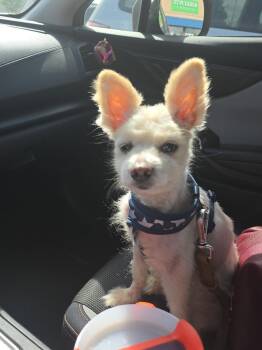 Chihuahua Dogs Available for Adoption in Caguas, Caguas - Finn | PetCurious