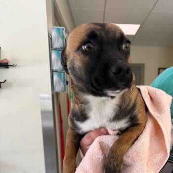 Chloey -  Rat Terrier and Mixed Breed Dog for Adoption in Galax, Virginia - Chloey | PetCurious