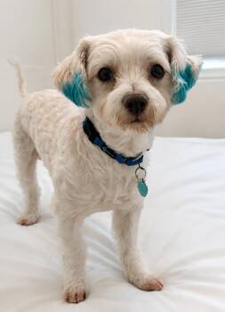 Billboard -  Maltese Dog for Adoption in Palo Alto, California - Billboard | PetCurious