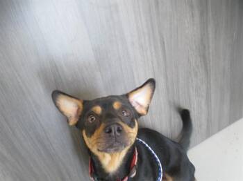 A388625 -  Miniature Pinscher and Mixed Breed Dog for Adoption in Ocala, Florida - A388625 | PetCurious