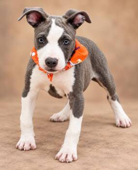 Carrie -  Pit Bull Terrier Dog for Adoption in Nahunta, Georgia - Carrie | PetCurious