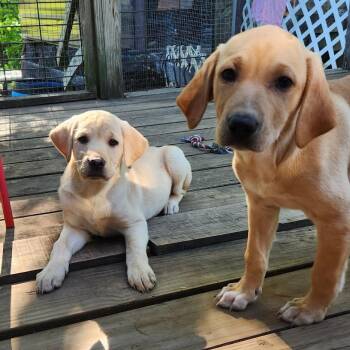 Labrador Retriever Dogs Available for Adoption in Chicopee, Massachusetts - MOLLY | PetCurious