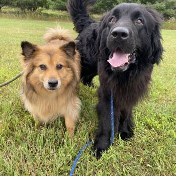 Mishka and Apollo -  Newfoundland Dog Dog for Adoption in Allegan, Michigan - Mishka And Apollo | PetCurious