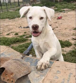 Great Pyrenees and Boxer Dogs Available for Adoption - Snow | PetCurious