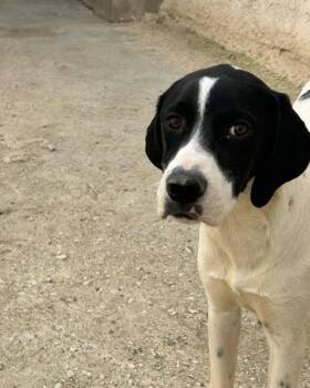 Pointer Dogs Available for Adoption - Available For Adoption - Rivian (MI, USA) | PetCurious