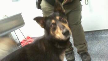 A1267557 -  German Shepherd Dog and Mixed Breed Dog for Adoption in Charlotte, North Carolina - A1267557 | PetCurious