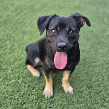Murphy -  Corgi and Dachshund Dog for Adoption in Snyder, Texas - Murphy | PetCurious