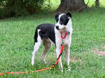 Dale -  Border Collie Dog for Adoption in Chestertown, Maryland - Dale | PetCurious