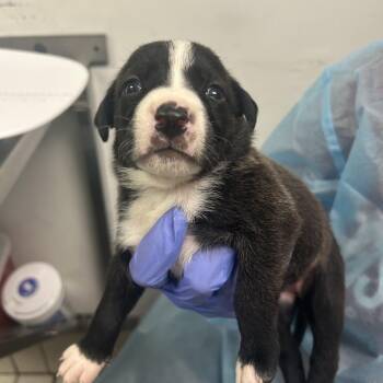 MawMaw Juanita -  Mixed Breed Dog for Adoption in Charleston, West Virginia - MawMaw Juanita | PetCurious
