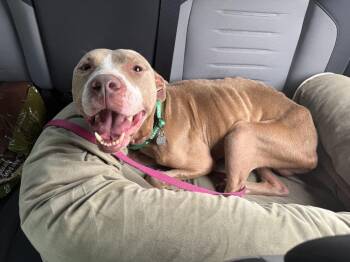 Ace -  American Bully Dog for Adoption in Lakeland, Florida - Ace | PetCurious