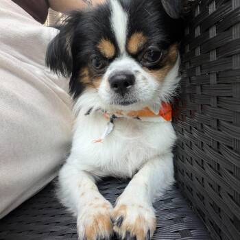 Niko -  Chihuahua Dog for Adoption in St. Thomas, Ontario - Niko | PetCurious