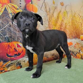 Rescue Pit Bull Terrier and Labrador Retriever Dogs for Adoption in Griswold, Connecticut - Dolly | PetCurious