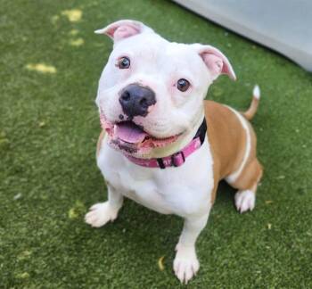 NENE -  Pit Bull Terrier and Mixed Breed Dog for Adoption in Minneapolis, Minnesota - NENE | PetCurious