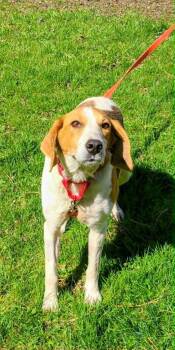 Foxhound Dogs Available for Adoption in Plainfield, Illinois - Pam | PetCurious