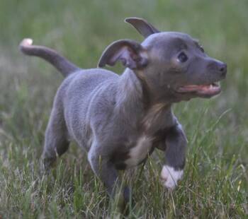 SILVIE -  Chihuahua Dog for Adoption in Mechanicsburg, Pennsylvania - SILVIE | PetCurious