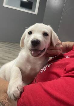 Labrador Retriever and Mixed Breed Dogs Available for Adoption in Broomfield, Colorado - Columbu / Dolly | PetCurious