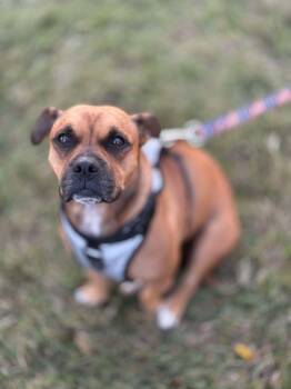 Max -  Staffordshire Bull Terrier Dog for Adoption in Visalia, California - Max | PetCurious