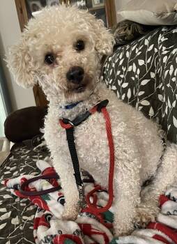 Rescue Poodle Dogs for Adoption in Farmington, Minnesota - Alfie | PetCurious