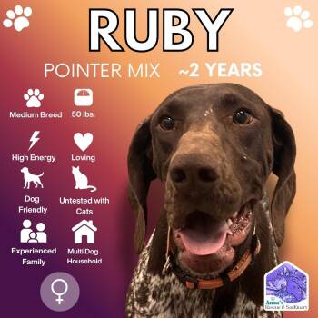 Ruby -  Pointer Dog for Adoption in Aurora, Ontario - Ruby | PetCurious