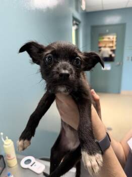 NIECY -  Feist and Mixed Breed Dog for Adoption in Newton, North Carolina - NIECY | PetCurious