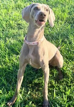 Gina 0626 -  Weimaraner Dog for Adoption in Rutherfordton, North Carolina - Gina 0626 | PetCurious