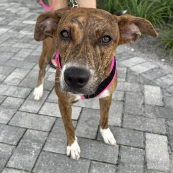 Hazel -  Mountain Cur and Mixed Breed Dog for Adoption in Hobe Sound, Florida - Hazel | PetCurious