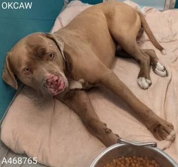 American Bulldog and Mixed Breed Dogs Available for Adoption - PABLO | PetCurious