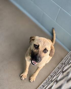 Billy -  Terrier Dog for Adoption in Lafayette, Louisiana - Billy | PetCurious