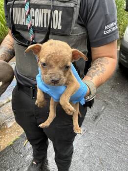 MARTY -  Pit Bull Terrier Dog for Adoption in Tallahassee, Florida - MARTY | PetCurious