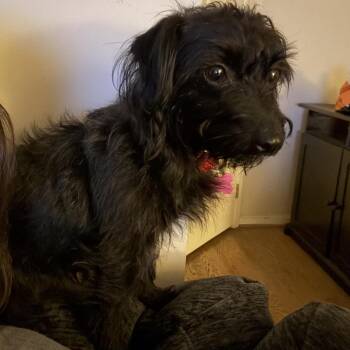 Scottish Terrier Dogs Available for Adoption in Silver Spring, Maryland - Lucy | PetCurious