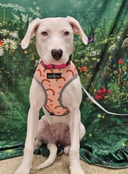 Rescue Great Pyrenees and Labrador Retriever Dogs for Adoption in Broken Arrow, Oklahoma - Maddie | PetCurious