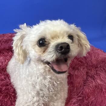 Ivory -  Poodle Dog for Adoption in Alvin, Texas - Ivory | PetCurious