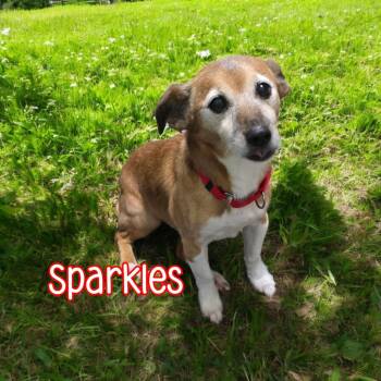 Rescue Jack Russell Terrier and Dachshund Dogs for Adoption in Port Clinton, Ohio - Sparkles | PetCurious