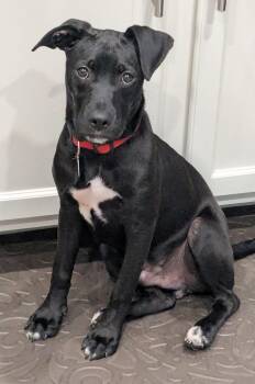 Marcel -  Labrador Retriever Dog for Adoption in Pensacola, Florida - Marcel | PetCurious