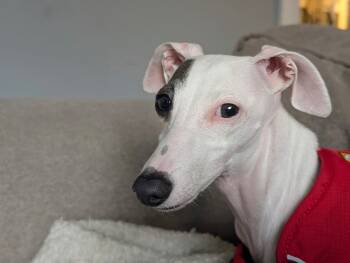 Rescue Italian Greyhound Dogs for Adoption in Greenwood Village, Colorado - Ivy | PetCurious