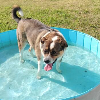 Rescue Mixed Breed Dogs for Adoption in Lakeland, Florida - Lola | PetCurious