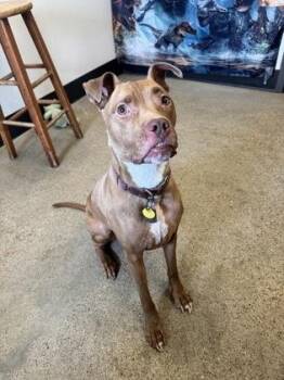 Pit Bull Terrier Dogs Available for Adoption - Honey | PetCurious