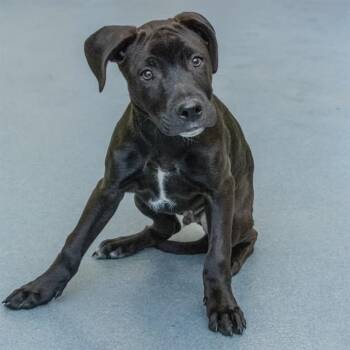 Labrador Retriever and Mixed Breed Dogs Available for Adoption - DEWEY | PetCurious