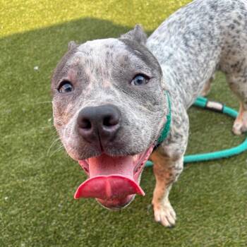 Super Duper Cooper -  Mixed Breed Dog for Adoption in Philadelphia, Pennsylvania - Super Duper Cooper | PetCurious