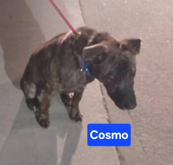 Rescue Affenpinscher and Staffordshire Bull Terrier Dogs for Adoption in Clinton, Missouri - Cosmo | PetCurious