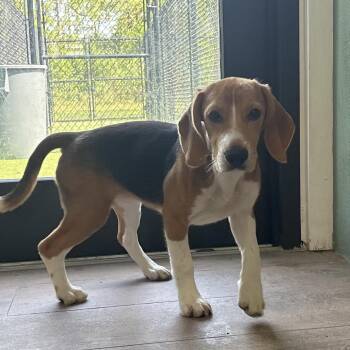 YQE6 9826 -  Beagle Dog for Adoption in Loxahatchee Groves, Florida - YQE6 9826 | PetCurious